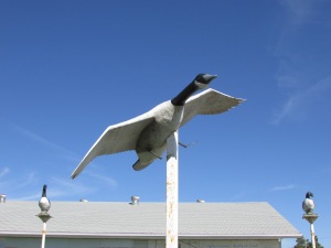 Goose at the head of Main Street Quill Lake